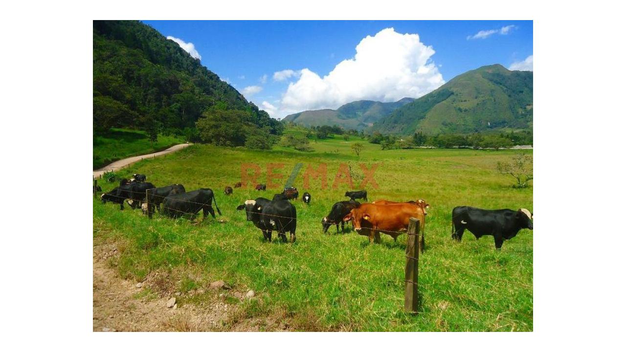 Terreno Agricola En Venta De 10 Hectáreas -  Izcozacin-Palcazu- Oxapampa