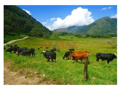 Terreno Agricola En Venta De 10 Hectáreas -  Izcozacin-Palcazu- Oxapampa