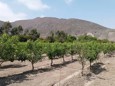 Venta de terrenos de 500 y 1000m² cerca al mirador en la mejor zona de Azpitia