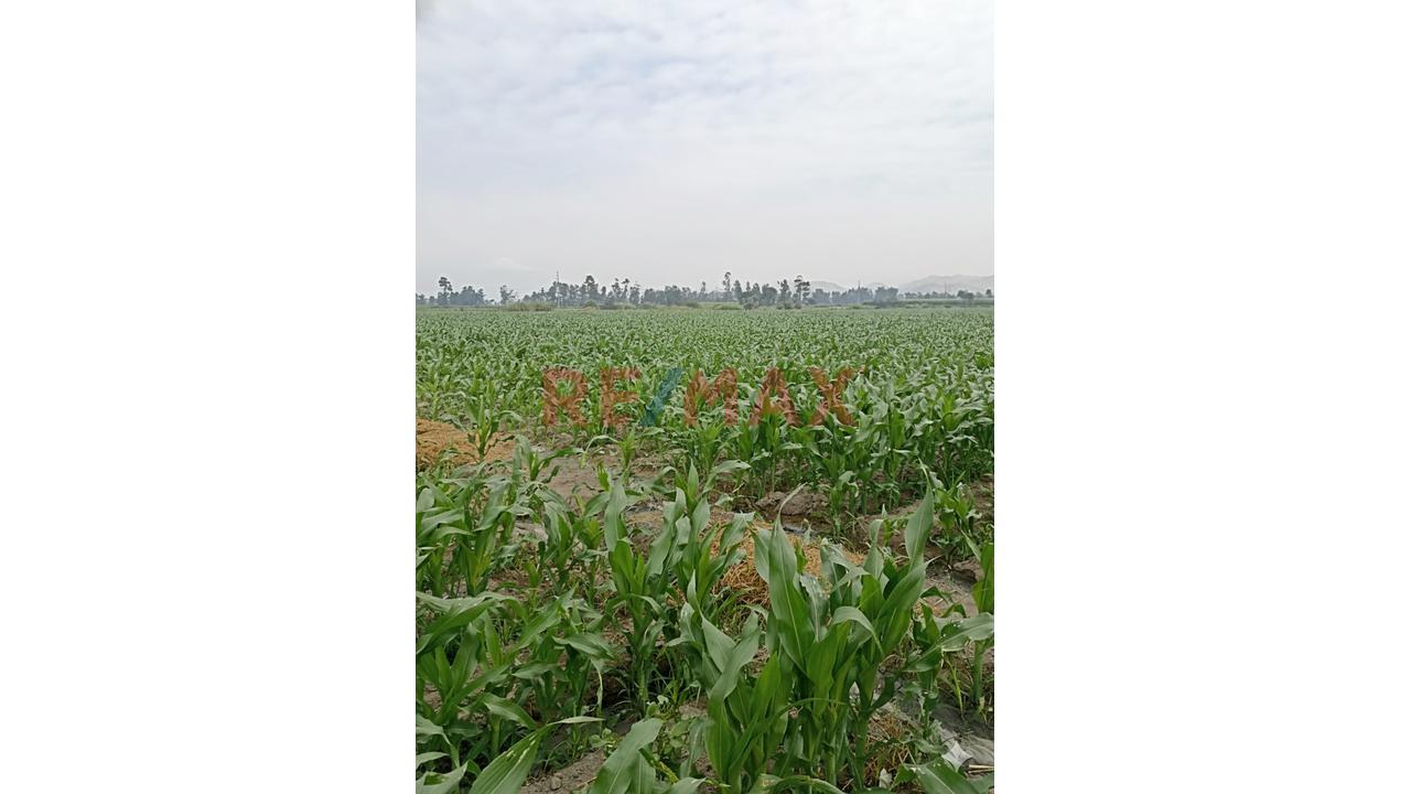 Terreno Agrícola De 5.4 Ha En Barranca | Agua Todo El Año | Ideal Para Expansión Agroindustrial