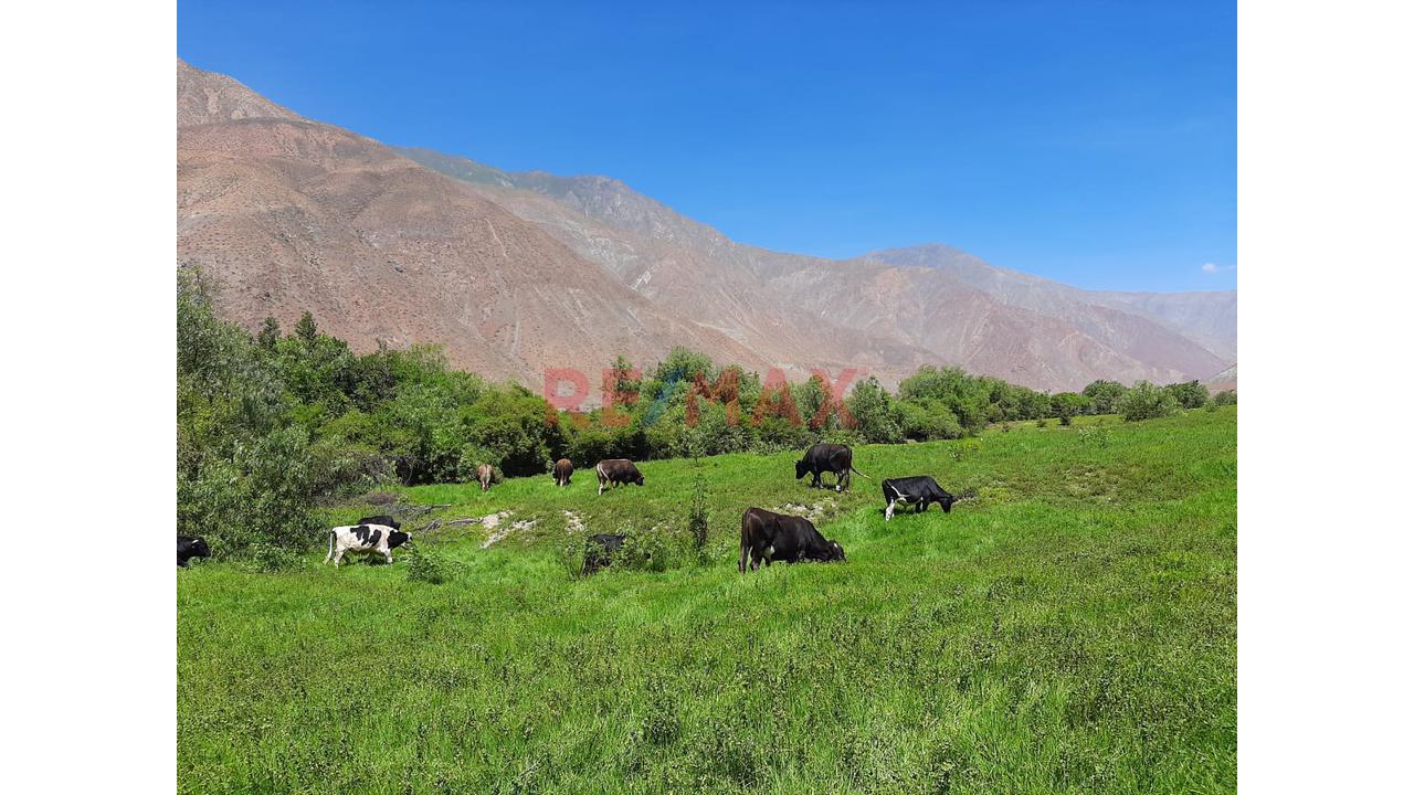 Haz Realidad Tu Proyecto Rural: Fundo Ganadero Y Agrícola En El Corazón De Ayacucho