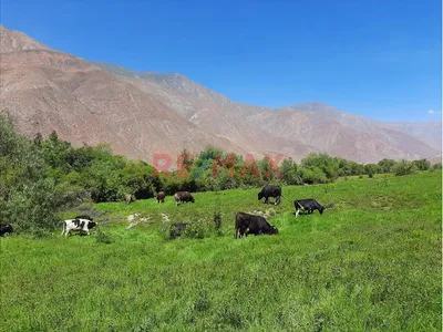 Haz Realidad Tu Proyecto Rural: Fundo Ganadero Y Agrícola En El Corazón De Ayacucho
