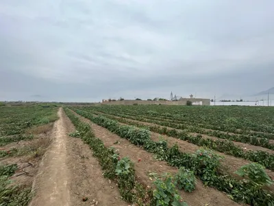 Venta de Terreno Agrícola en Moche - Trujillo 0 Dormitorio 