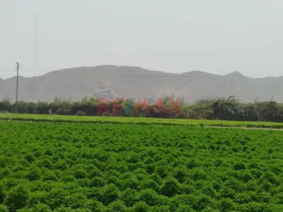 🌳 ¡Gran Oportunidad De Inversión En Carabayllo!