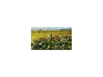 Venta De Terreno Agricola / 5.6 Hectareas /Casma