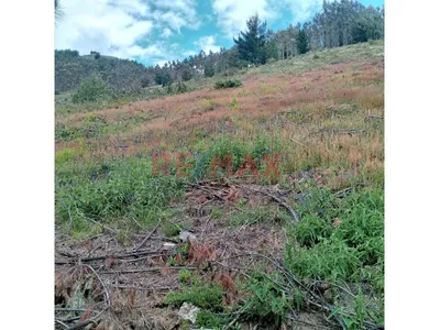 Se Vende 1 Ha. De Terreno Agrícola, Sector 4 Urubamba, Carretera A Cumbe Mayo, Cajamarca