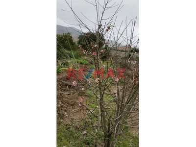 Oferta De Ocacion Lindo Terreno Con El Nejor Clima De Las Montañas De Asia