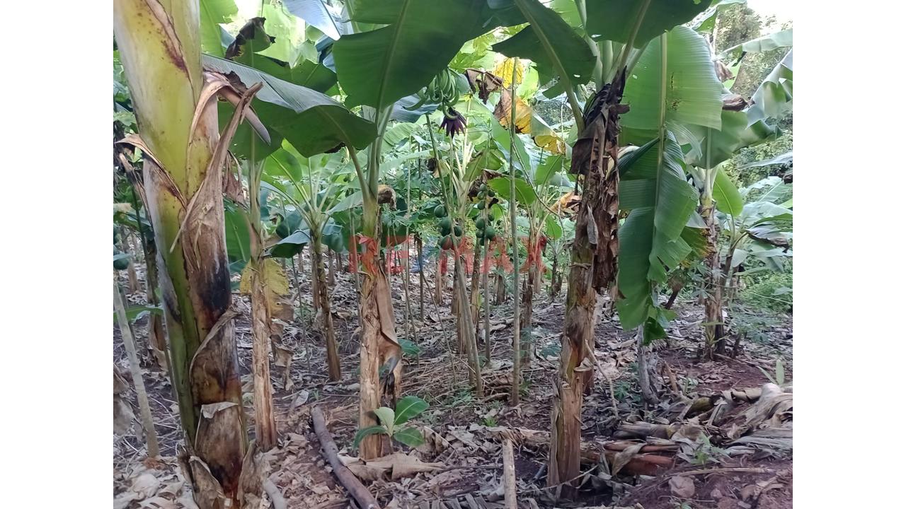 Venta De  Gran Terreno Agricola En Lamas