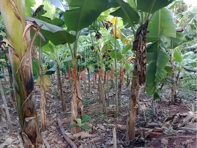 Venta De Gran Terreno Agricola En Lamas