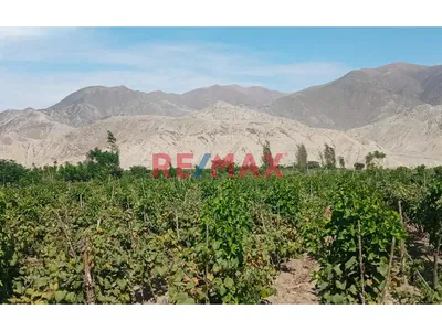 Venta De Terreno Agricola En Cañete