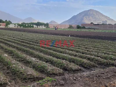 Venta De Terreno Agricola / Barraza / 1 Ha / $ 115 X M2