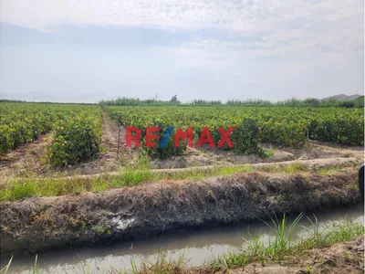 Terreno Agricola En Produccion De Uva En La Zona De Cuiva, Valle De Cañete– Agua Todo El Año