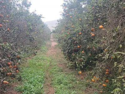 Venta de Terreno / Lote en Aucallama - Huaral