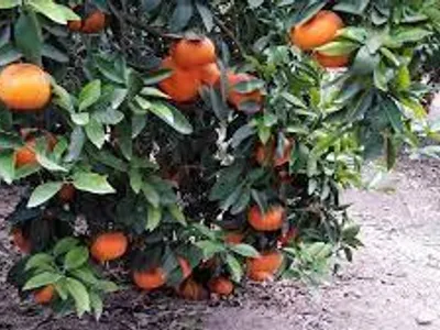 Venta de Terreno Agrícola en Huaral - Huaral