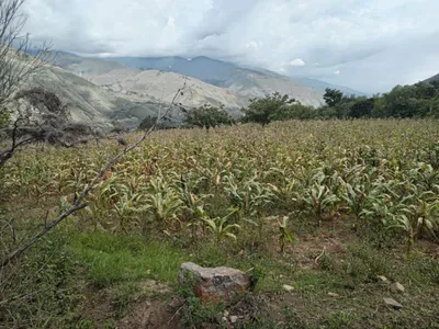 Venta de Terreno / Lote en - Huánuco 0 Dormitorio 