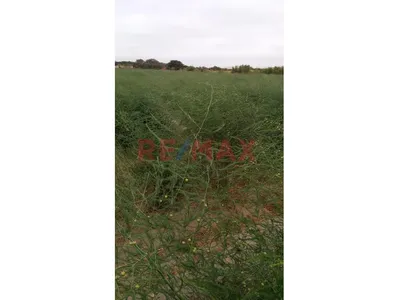 🌞 Venta De Terreno De 3 Hectáreas En Casma 🌞