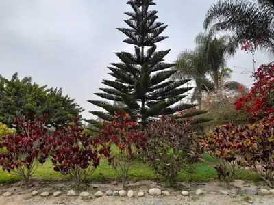 Venta de Terreno / Lote en - Chincha 0 Dormitorio 