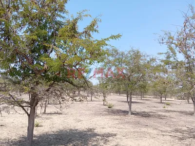 Se Vende Terreno Industrial, Olmos, Lambayeque