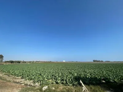 Venta de Terreno / Lote en Canete - Cañete 0 Dormitorio 