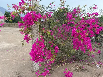 Venta de Terreno / Lote en Pachacamac - Lima