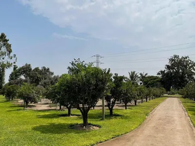 Venta de Terreno / Lote en Pachacamac - Lima 6 Dormitorios 