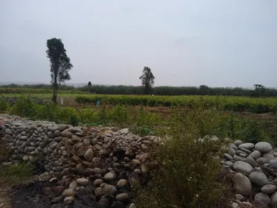 Venta de Terreno Agrícola en Canete - Cañete