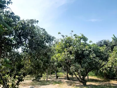 Venta de Casa de Campo en Nuevo Imperial - Cañete 6 Dormitorios 