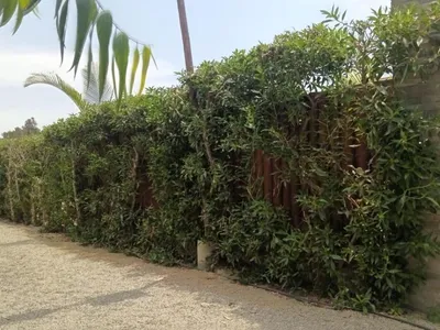 Venta de Terreno / Lote en Cañete