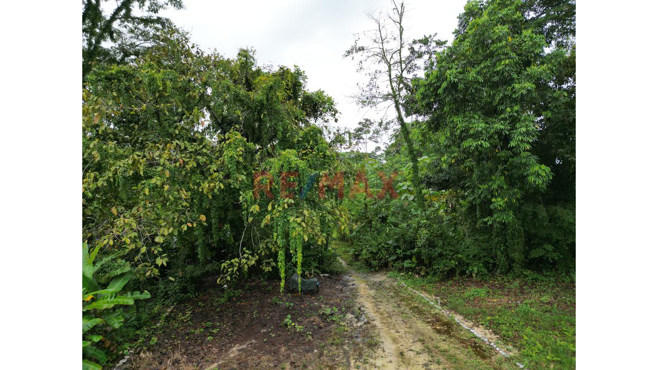 Se Vende Terreno Para Inversion Zona Turistica  Tingomaria Huanuco