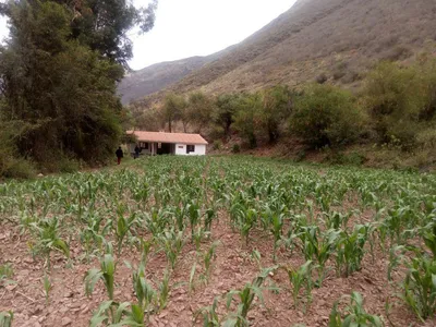 Venta de Terreno / Lote en Urubamba - Urubamba 1 Dormitorio 