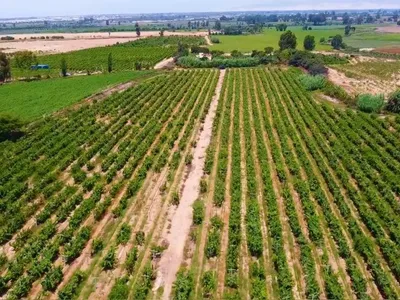 Terreno en venta · San Clemente · 110700 m²