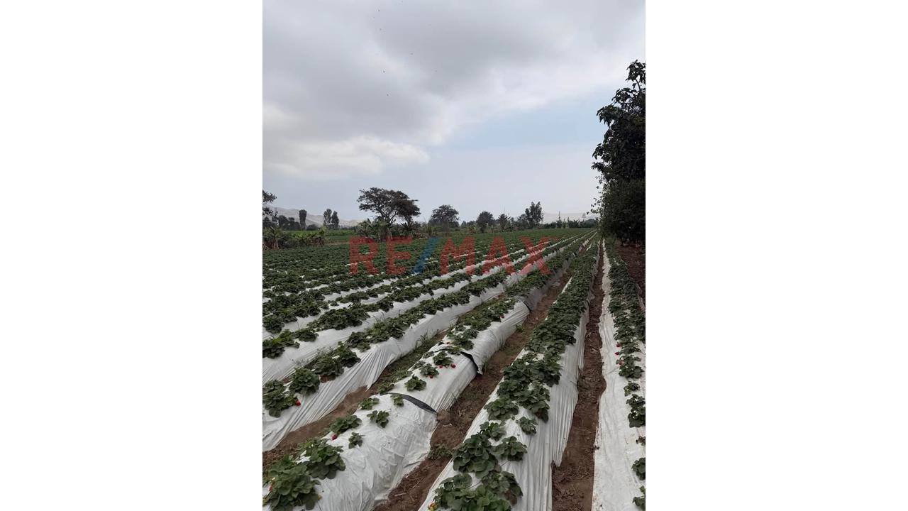 Terreno Agrícola De 2 Hectáreas Con Riego En Aucallama, Huaral