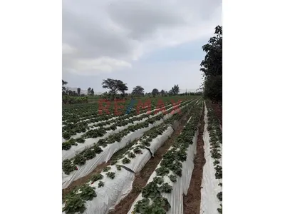 Terreno Agrícola De 2 Hectáreas Con Riego En Aucallama, Huaral