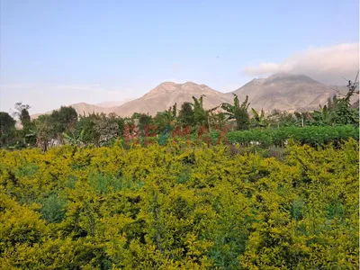 Venta De Terreno En Pachacacamac