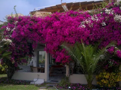 Casa en venta · Avenida Condominio Cocoa N 1, Mala · 266 m², 5 dorm.