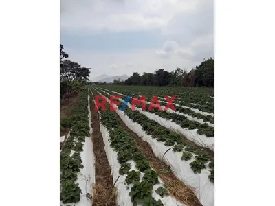 Terreno Al Alquiler En Characato