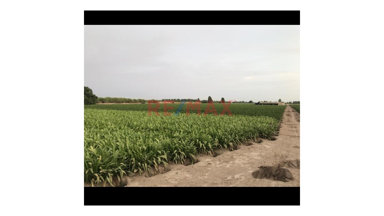 Terreno Rústico En Venta – Sector Miramar, Quilmaná, Cañete