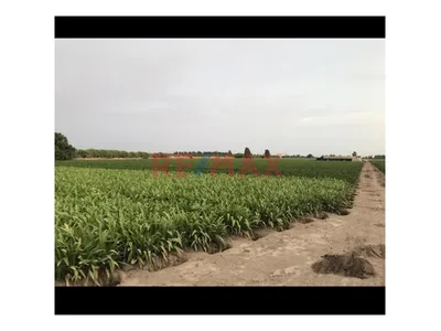 Terreno Rústico En Venta – Sector Miramar, Quilmaná, Cañete
