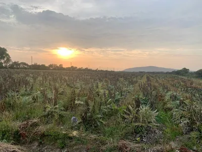 Venta de Terreno Agrícola en Vegueta - Huaura 0 Dormitorio 