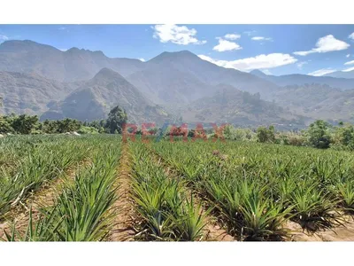Terreno Agricola En Venta / Poroto / 3,700 M2 / $86 X M2