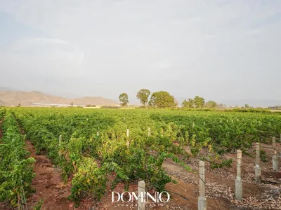 Venta de Terreno / Lote en Cañete