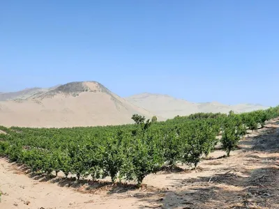 Venta de Terreno / Lote en Sayan - Huaura